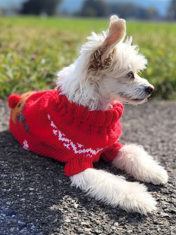 Knitting pattern CHRISTMAS WOOF